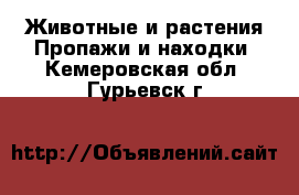 Животные и растения Пропажи и находки. Кемеровская обл.,Гурьевск г.